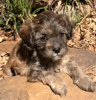 Finn, a male Cavapoo for sale in Porter, OK – 6 of 9