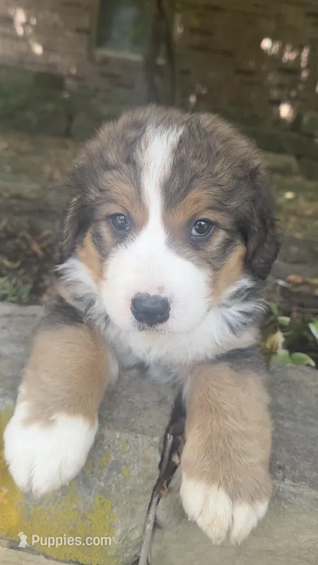 Ellie – Bernedoodle puppy for sale in Porter, OK