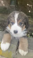 Ellie, a female Bernedoodle for sale in Porter, OK – 1 of 7