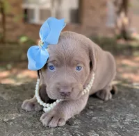 Sage, a female Labrador Retriever for sale in Porter, OK – 6 of 9