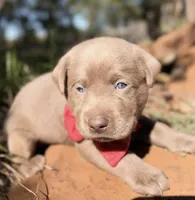 Dax, a male Labrador Retriever for sale in Porter, OK – 2 of 10