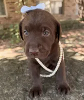 Lucy, a female Labrador Retriever for sale in Porter, OK – 5 of 9