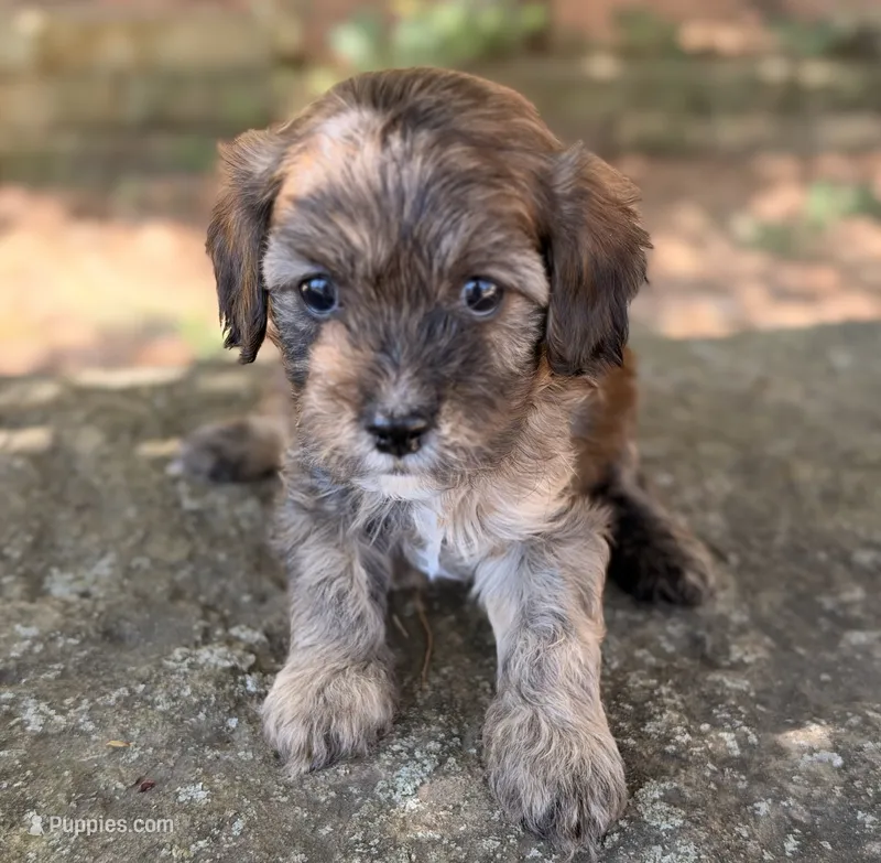 Finn – Cavapoo puppy for sale in Porter, OK