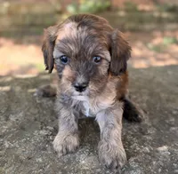 Finn, a male Cavapoo for sale in Porter, OK – 1 of 9
