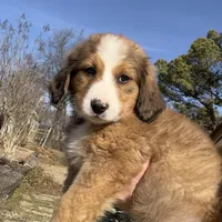 Rosie, a female Bernedoodle for sale in Porter, OK – Photo 2 of 2