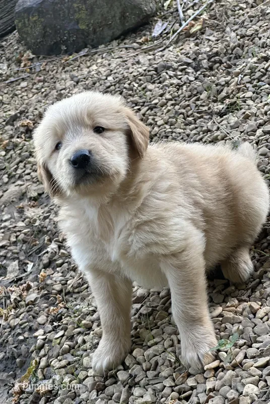 Moose – Golden Retriever puppy for sale in Porter, OK