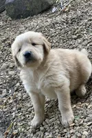 Moose, a male Golden Retriever for sale in Porter, OK – Photo 1 of 4