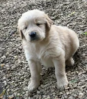 Moose, a male Golden Retriever for sale in Porter, OK – Photo 4 of 4
