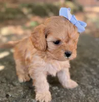 Peanut, a female Cavapoo for sale in Porter, OK – 3 of 5