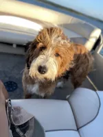 Rosie, a male Bernedoodle for sale in Porter, OK – 7 of 9