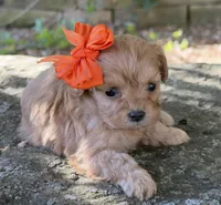 Peanut, a female Cavapoo for sale in Porter, OK – 2 of 8