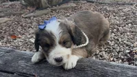 Rosie, a male Bernedoodle for sale in Porter, OK – 8 of 10
