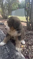 Ellie, a female Bernedoodle for sale in Porter, OK – 4 of 7