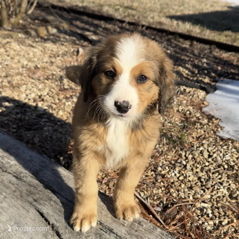 Rosie – Bernedoodle puppy for sale in Porter, OK