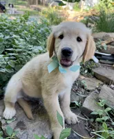 Scout, a male Golden Retriever for sale in Porter, OK – 2 of 4