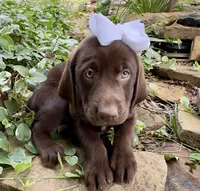 Reese, a female Labrador Retriever for sale in Porter, OK – 3 of 4