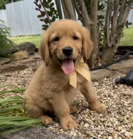 Remme, a male Golden Retriever for sale in Porter, OK – 4 of 4