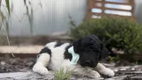 Ozzy, a male Poodle - Standard  for sale in Porter, OK – 1 of 3