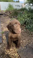 Penny, a female Labrador Retriever for sale in Porter, OK – 1 of 9
