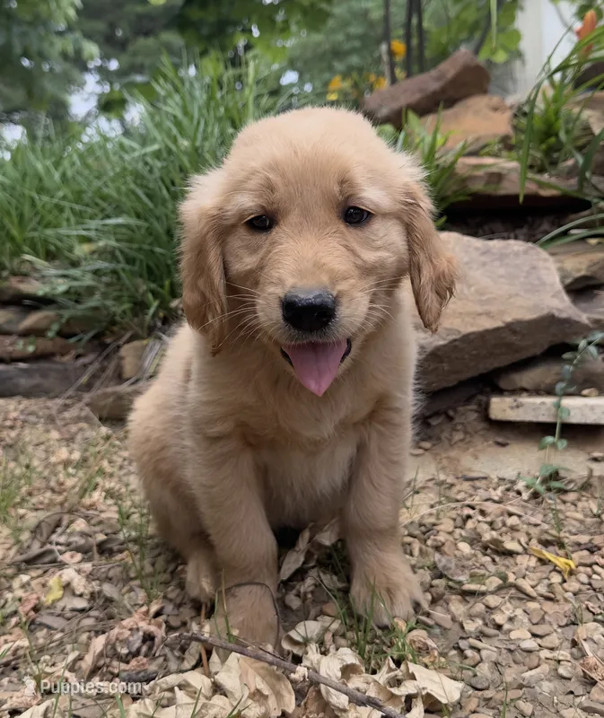 Ranger – Golden Retriever puppy for sale in Porter, OK