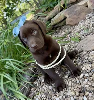 Piper, a female Labrador Retriever for sale in Porter, OK – 5 of 7