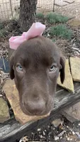 Darcy, a female Labrador Retriever for sale in Porter, OK – 6 of 6
