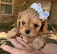 Peanut, a female Cavapoo for sale in Porter, OK – 6 of 7