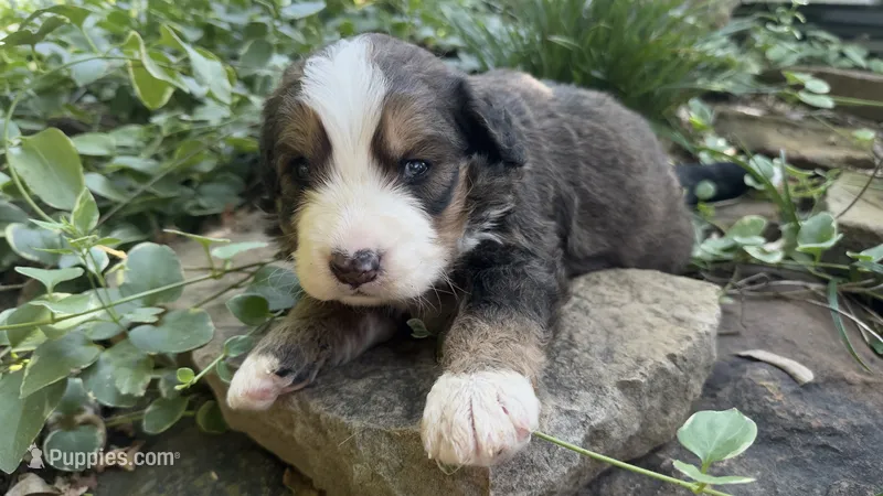 Hershey – Bernedoodle puppy for sale in Porter, OK