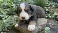 Hershey, a male Bernedoodle for sale in Porter, OK – 1 of 10