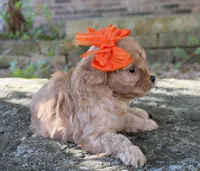 Peanut, a female Cavapoo for sale in Porter, OK – 7 of 8