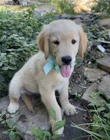 Scout, a male Golden Retriever for sale in Porter, OK – 4 of 4