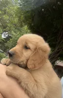 Ranger, a male Golden Retriever for sale in Porter, OK – 5 of 5