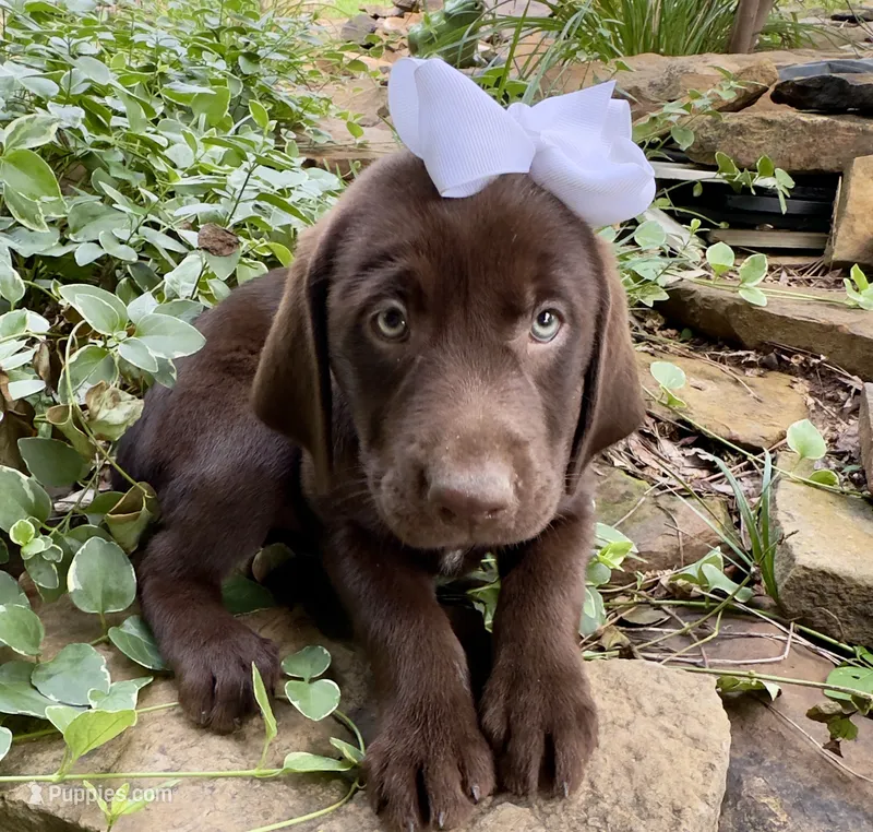 Abby – Labrador Retriever puppy for sale in Porter, OK