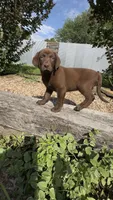 Cocoa, a female Labrador Retriever for sale in Porter, OK – 5 of 5