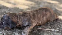 Oliver, a male Cavapoo for sale in Porter, OK – 2 of 4