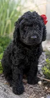 Cher, a female Poodle - Standard  for sale in Porter, OK – 2 of 3