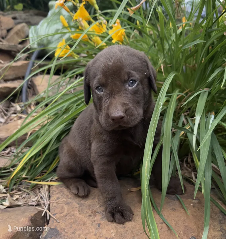 Doug – Labrador Retriever puppy for sale in Porter, OK