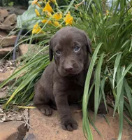 Doug, a male Labrador Retriever for sale in Porter, OK – 1 of 4