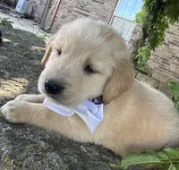 Scout, a male Golden Retriever for sale in Porter, OK – 4 of 5
