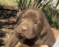 Ruger, a male Labrador Retriever for sale in Porter, OK – 4 of 9