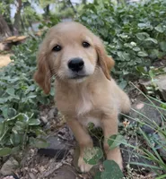 Cricket, a female Golden Retriever for sale in Porter, OK – 5 of 5