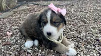 Ellie , a female Bernedoodle for sale in Porter, OK – 6 of 10