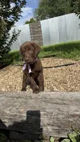 Cocoa, a female Labrador Retriever for sale in Porter, OK – 5 of 6
