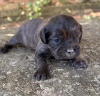 Oliver, a male Cavapoo for sale in Porter, OK – 7 of 7