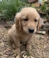 Ranger, a male Golden Retriever for sale in Porter, OK – 3 of 6