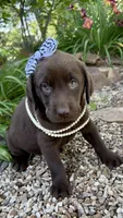 Cocoa, a female Labrador Retriever for sale in Porter, OK – 7 of 9