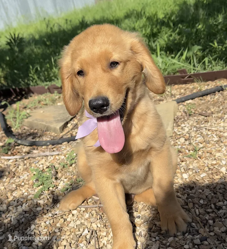 Bickshot – Golden Retriever puppy for sale in Porter, OK