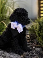 Prince, a male Poodle - Standard  for sale in Porter, OK – 2 of 5