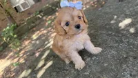 Peanut, a female Cavapoo for sale in Porter, OK – 2 of 5