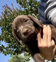 Cookie, a female Labrador Retriever for sale in Porter, OK – 3 of 5